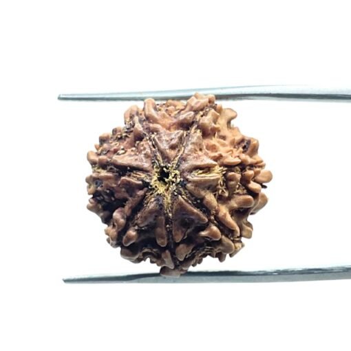 7 Mukhi Nepal Rudraksha (19.86Mm)