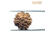 7 Mukhi Nepal Rudraksha (19.86Mm)