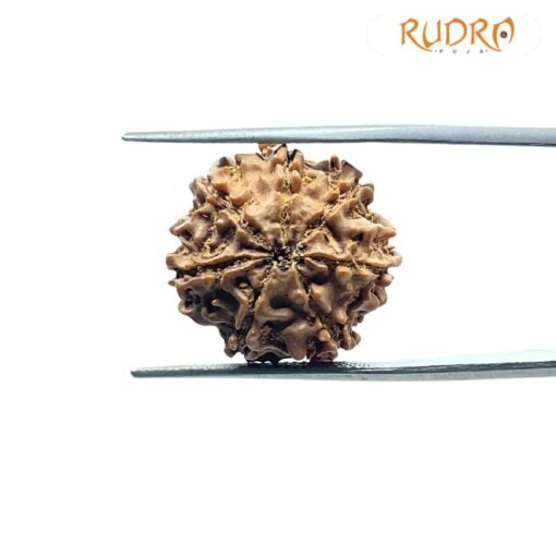 7 Mukhi Nepal Rudraksha (19.86Mm)