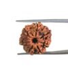7 Mukhi Nepal Rudraksha ( 21.05 Mm)