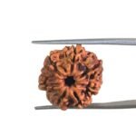 7 Mukhi Nepal Rudraksha ( 21.05 MM)