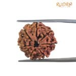 7 Mukhi Nepal Rudraksha ( 21.05 MM)