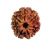 7 Mukhi Nepal Rudraksha ( 21.05 Mm)