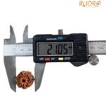 7 Mukhi Nepal Rudraksha ( 21.05 Mm)
