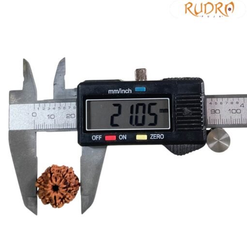 7 Mukhi Nepal Rudraksha ( 21.05 Mm)