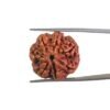 7 Mukhi Nepal Rudraksha (23.00 MM)