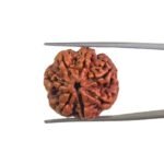 7 Mukhi Nepal Rudraksha (23.00 MM)
