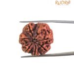 7 Mukhi Nepal Rudraksha (23.00 MM)