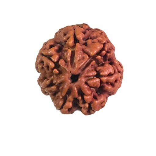 7 Mukhi Nepal Rudraksha (23.00 Mm)