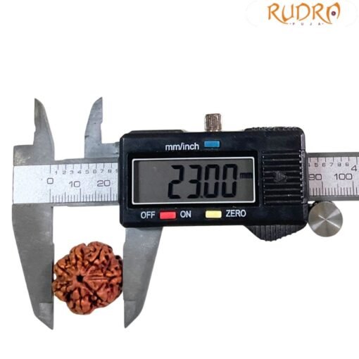 7 Mukhi Nepal Rudraksha (23.00 Mm)