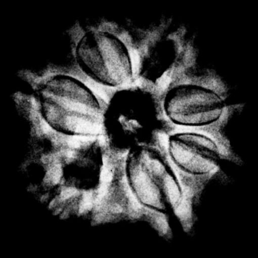 7 Mukhi Nepal Rudraksha (23.00 Mm) X-Ray