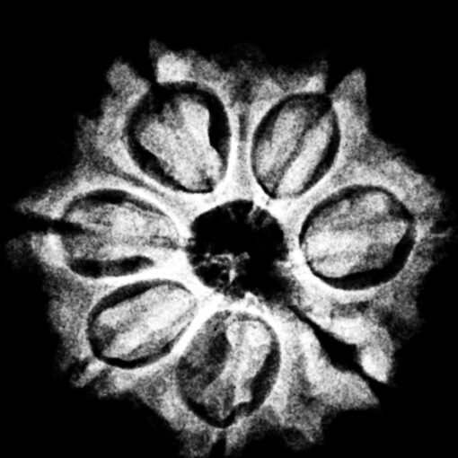 7 Mukhi Rudraksha 19.86 Mm