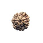 Original Saat Mukhi Rudraksha Nepal - ( 17.40 Mm )