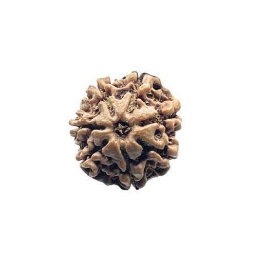 Original Saat Mukhi Rudraksha Nepal - ( 17.40 Mm )