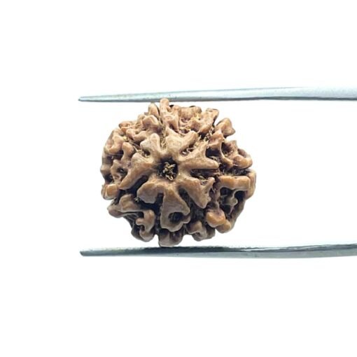 Original Saat Mukhi Rudraksha Nepal - ( 17.40 Mm )