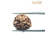 Original Saat Mukhi Rudraksha Nepal - ( 17.40 Mm )