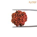 Original-Saat-Mukhi-Rudraksha-Nepal-22.75-MM-BP-C.jpg