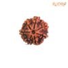 Original-Saat-Mukhi-Rudraksha-Nepal-22.75-Mm-Fp-C.jpg