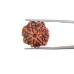 Original-Saat-Mukhi-Rudraksha-Nepal-22.75-MM-MP-C.jpg