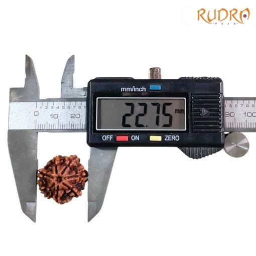 Original-Saat-Mukhi-Rudraksha-Nepal-22.75-MM-OP-C.jpg