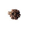 1 Mukhi Savar Rudraksha (20.57 Mm ) 10 1 Mukhi Savar Rudraksha (20.57 Mm )