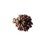 1 Mukhi Savar Rudraksha (20.57 Mm )