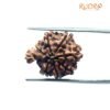 1 Mukhi Savar Rudraksha (20.57 Mm ) 11 1 Mukhi Savar Rudraksha (20.57 Mm )