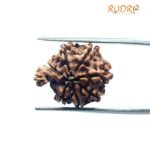 1 Mukhi Savar Rudraksha (20.57 Mm )