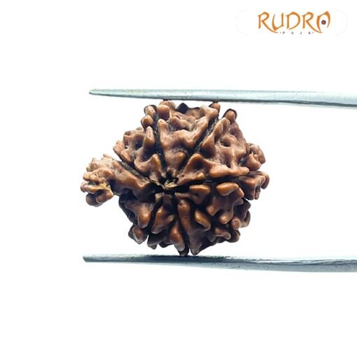 1 Mukhi Savar Rudraksha (20.57 Mm )