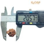 1 Mukhi Savar Rudraksha (20.57 Mm )