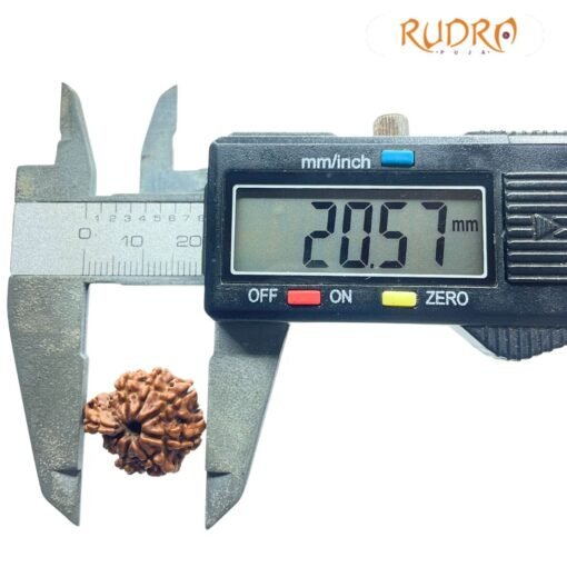 1 Mukhi Savar Rudraksha (20.57 Mm )