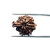 1 Mukhi Savar Rudraksha (20.57 mm )