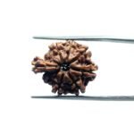 1 Mukhi Savar Rudraksha (20.57 mm )