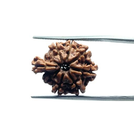 1 Mukhi Savar Rudraksha (20.57 Mm )
