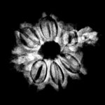 1 mukhi savar rudraksha 20.57 mm x-ray