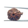 Ganesha Rudraksha 25.65 Mm