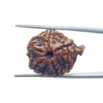 Ganesha Rudraksha 25.65 MM