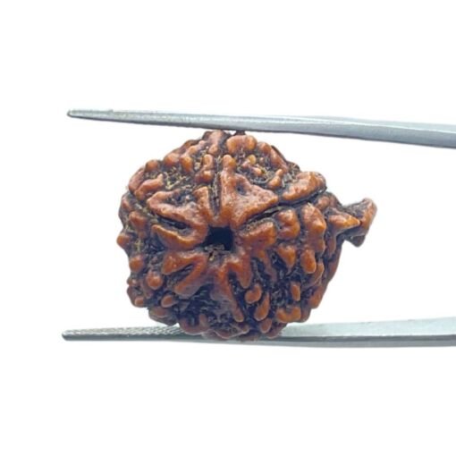 Ganesha Rudraksha 25.65 Mm