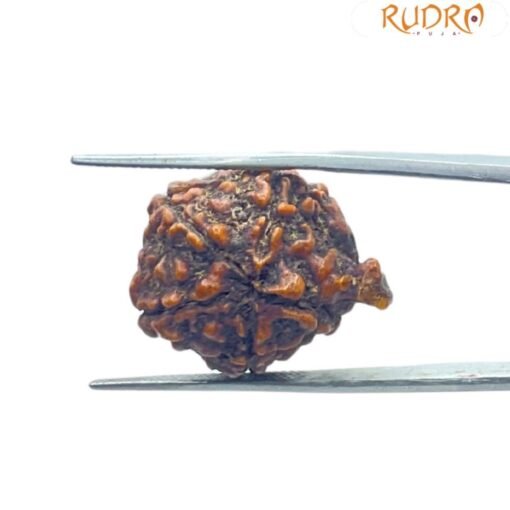Ganesha Rudraksha 25.65 Mm
