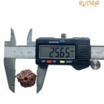 Ganesha Rudraksha 25.65 Mm