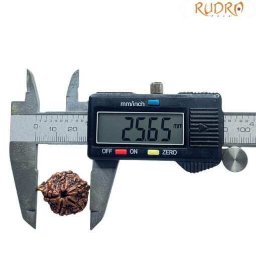 Ganesha Rudraksha 25.65 Mm