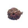 Ganesha Rudraksha 25.65 Mm 14 Ganesha Rudraksha 25.65 Mm