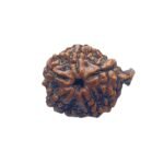Ganesha Rudraksha 25.65 Mm