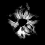 Double Ganesha Rudraksha - (21.16 MM)