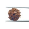 Ganesha Rudraksha 17.55 Mm