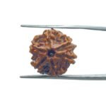 Ganesha Rudraksha 17.55 MM