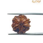 Ganesha Rudraksha 17.55 MM