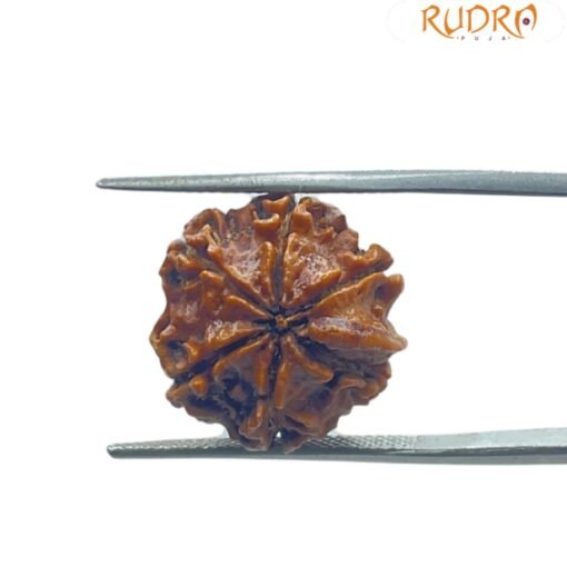 Ganesha Rudraksha 17.55 Mm