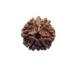 Ganesha Rudraksha 17.55 Mm