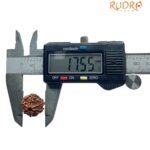 Ganesha Rudraksha 17.55 Mm